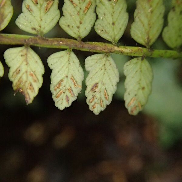 Asplenium barteri Blatt