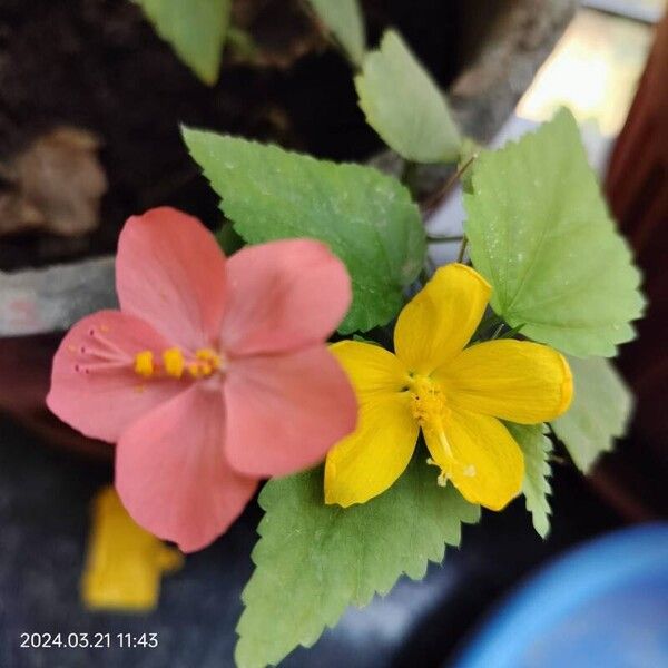 Hibiscus micranthus Flower