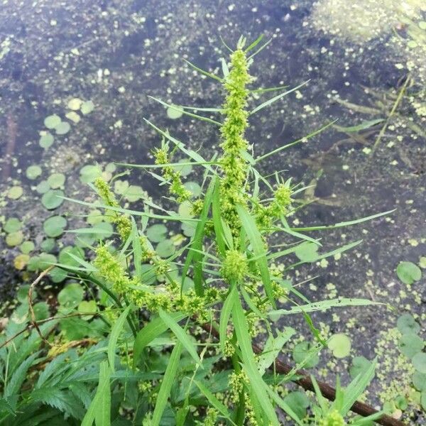 Rumex maritimus Fruit