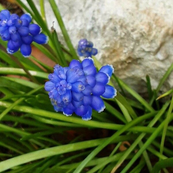 Muscari armeniacum Flower