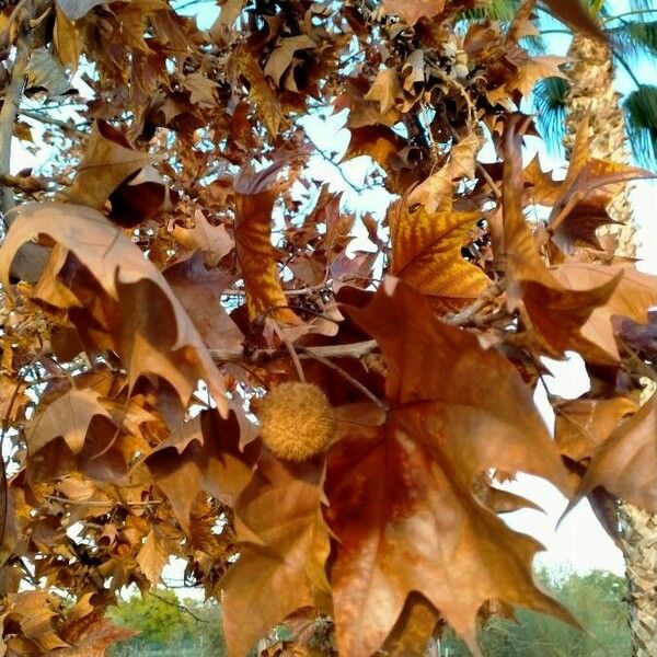 Platanus × hispanica Fruit