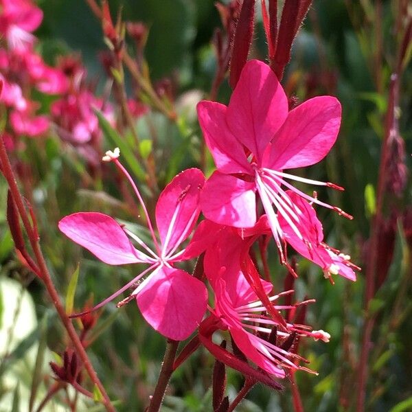 Gaura lindheimeri Цвят