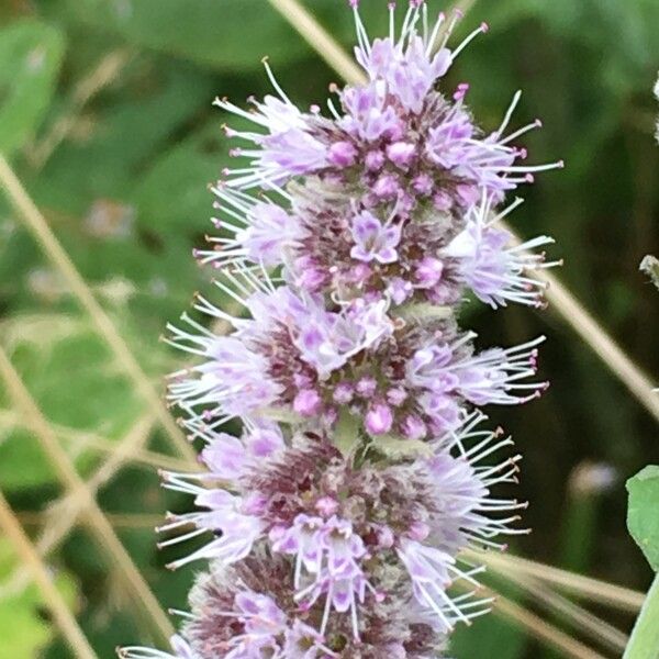 Mentha longifolia Žiedas