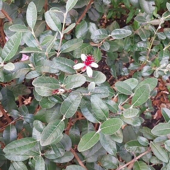 Acca sellowiana Flower