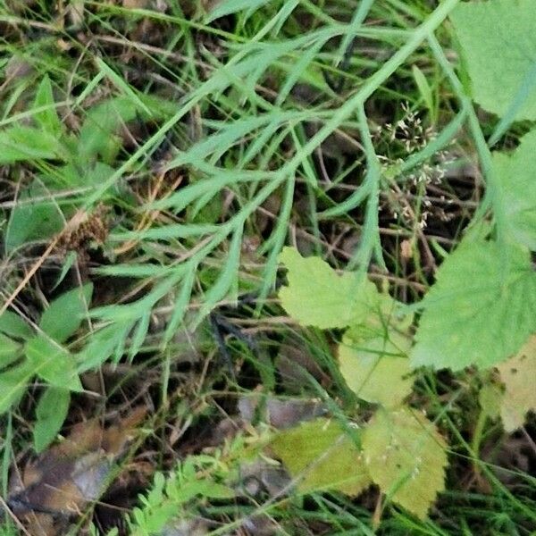 Visnaga daucoides Folha