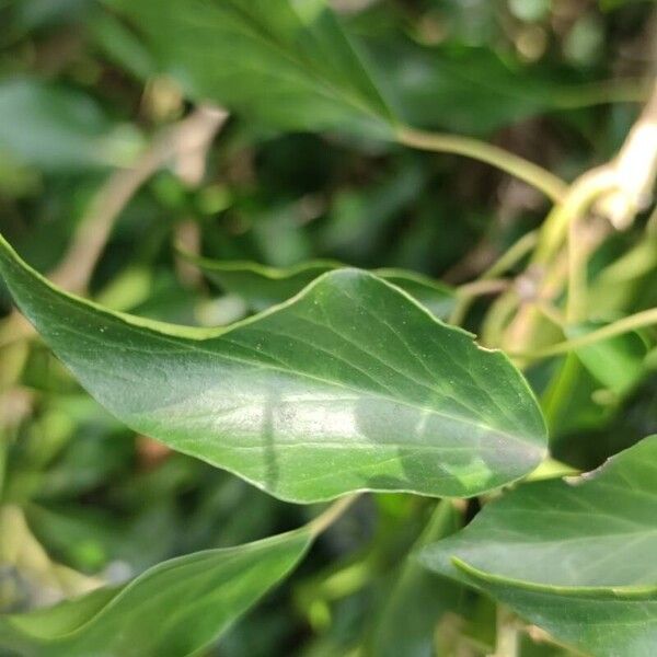 Hedera colchica পাতা