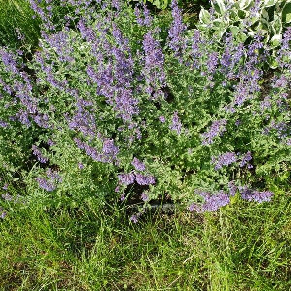 Nepeta racemosa Habit