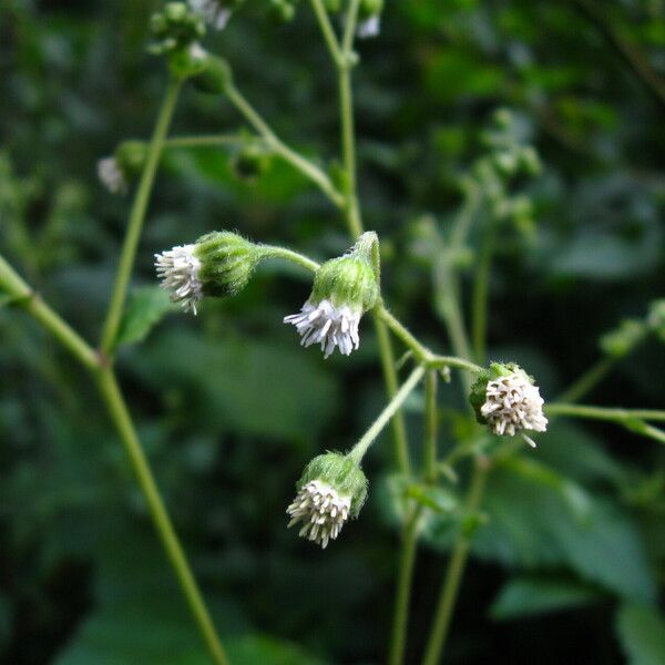 Adenostemma mauritianum Flor