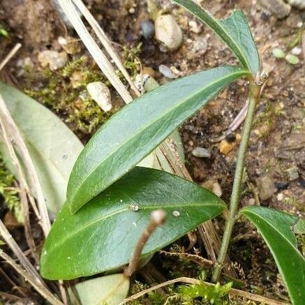 Vinca minor Lehti