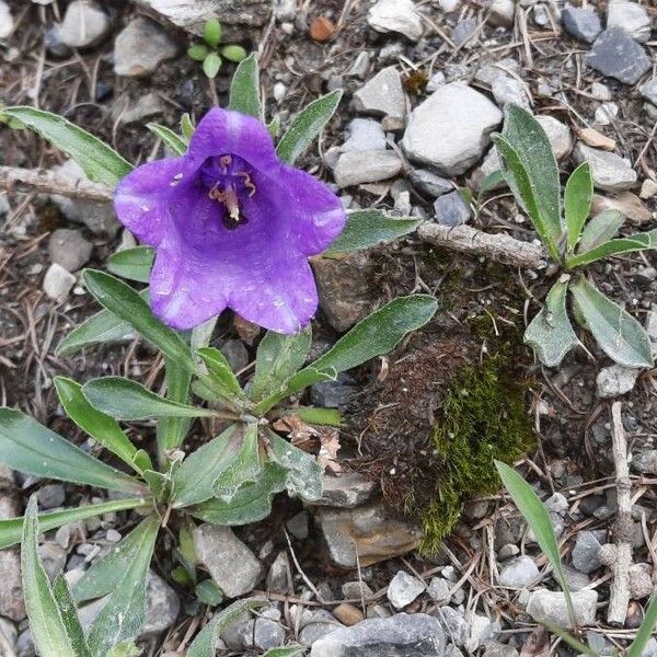 Campanula alpestris 花