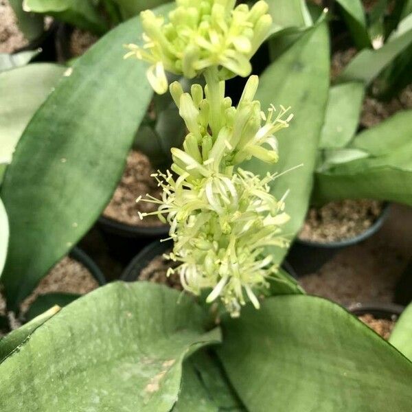 Sansevieria masoniana অন্যান্য