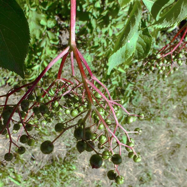 Sambucus nigra Froito