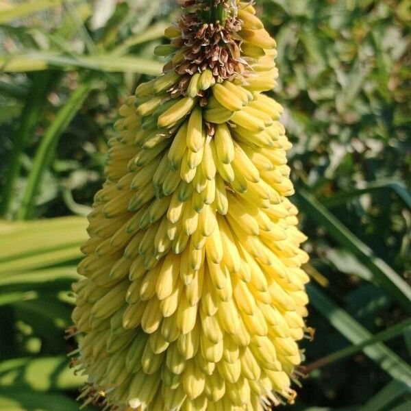 Kniphofia uvaria Flower