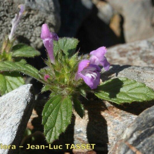 Galeopsis pyrenaica Hàbitat