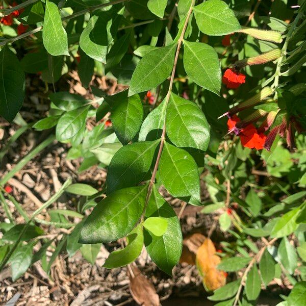Cuphea llavea Leaf