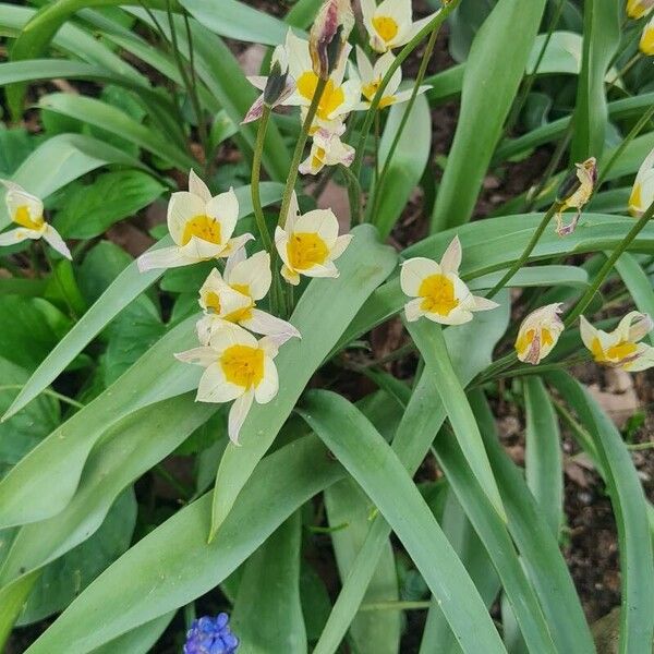 Tulipa turkestanica Flor