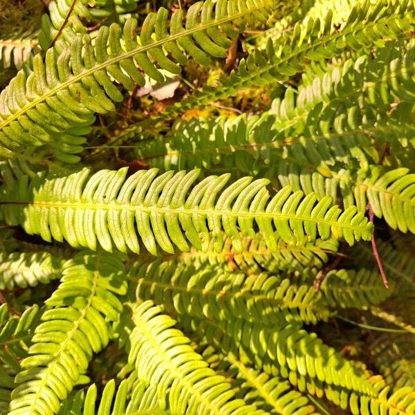 Blechnum spicant ഇല