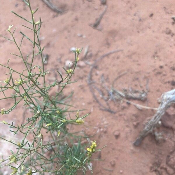 Gutierrezia sarothrae Flower