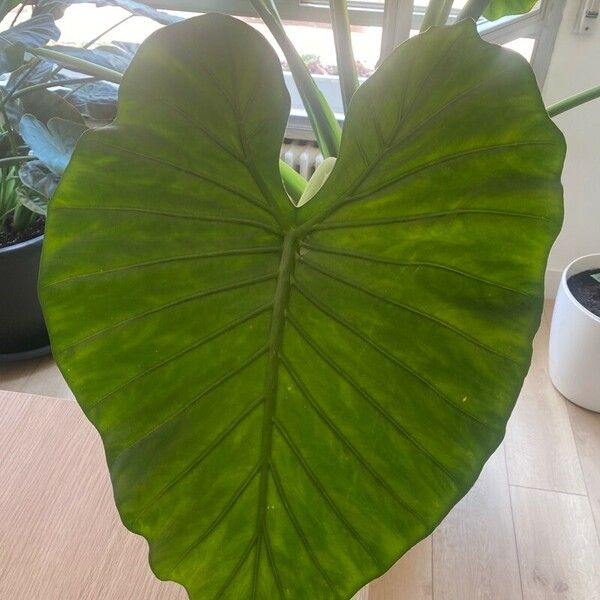 Colocasia esculenta Leaf