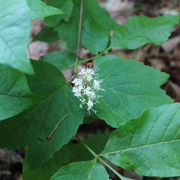 Viburnum acerifolium फूल