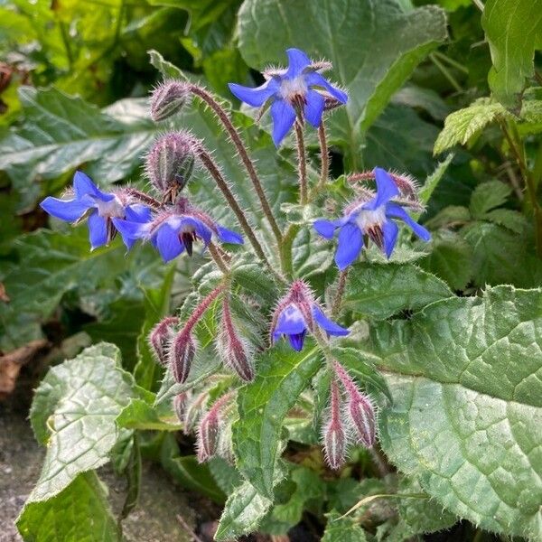 Borago officinalis Habitus