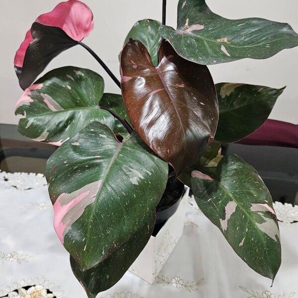 Philodendron erubescens Lehti