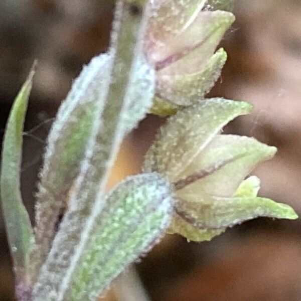 Epipactis microphylla Blüte