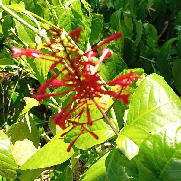 Odontonema tubaeforme Flower