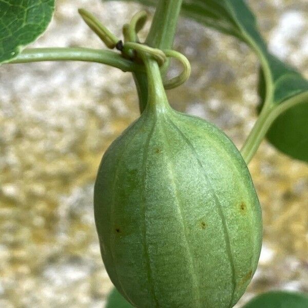 Aristolochia clematitis Gyümölcs