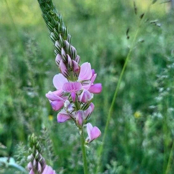 Onobrychis arenaria Blüte