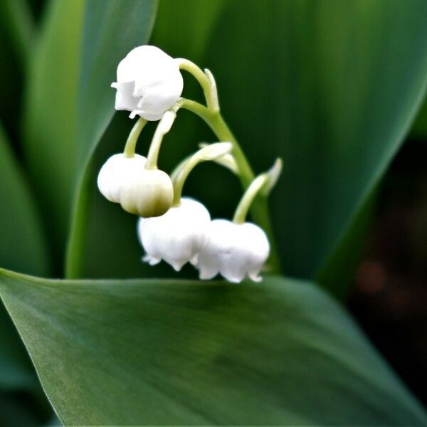 Convallaria majalis Květ