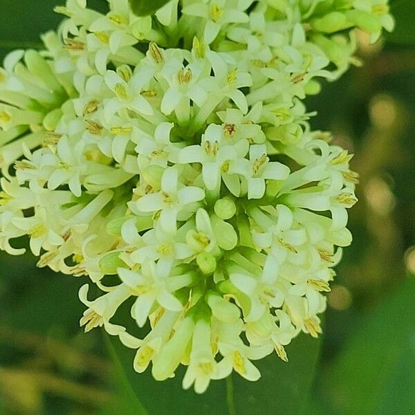 Ligustrum ovalifolium 花