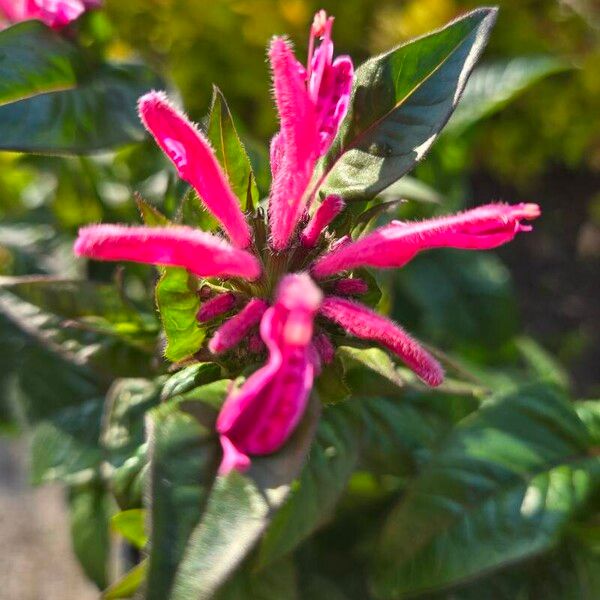 Monarda bradburiana Flower