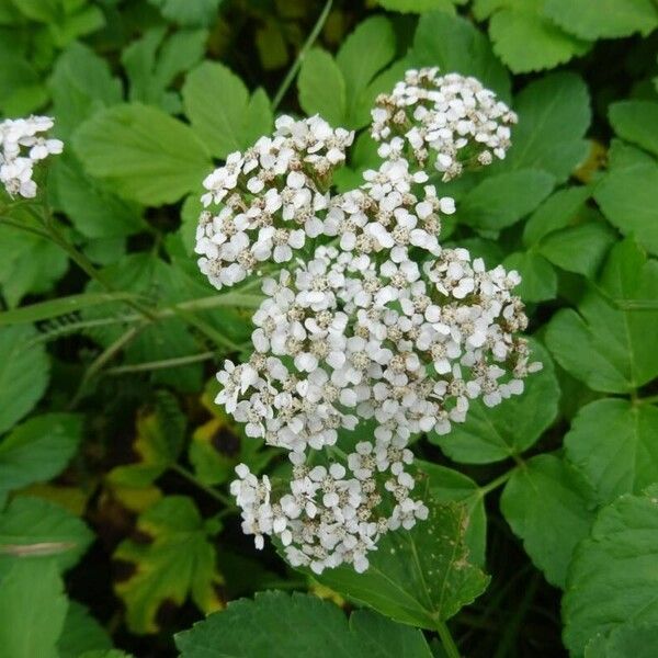 Achillea nobilis Цвят