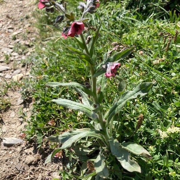 Cynoglossum officinale Цвят