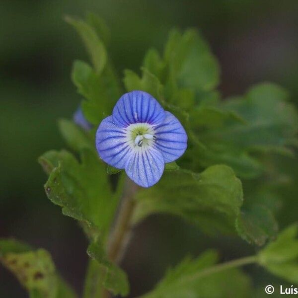 Veronica persica 花