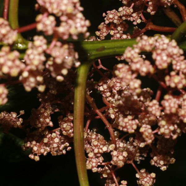 Urera simplex Fruit