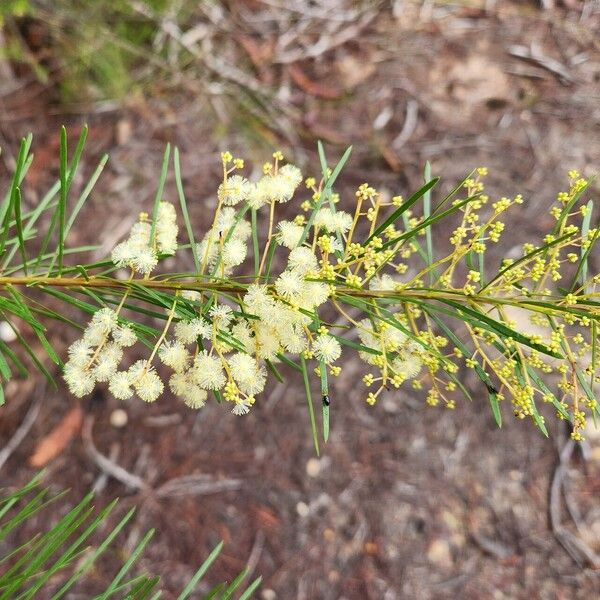 Acacia linifolia Blomst