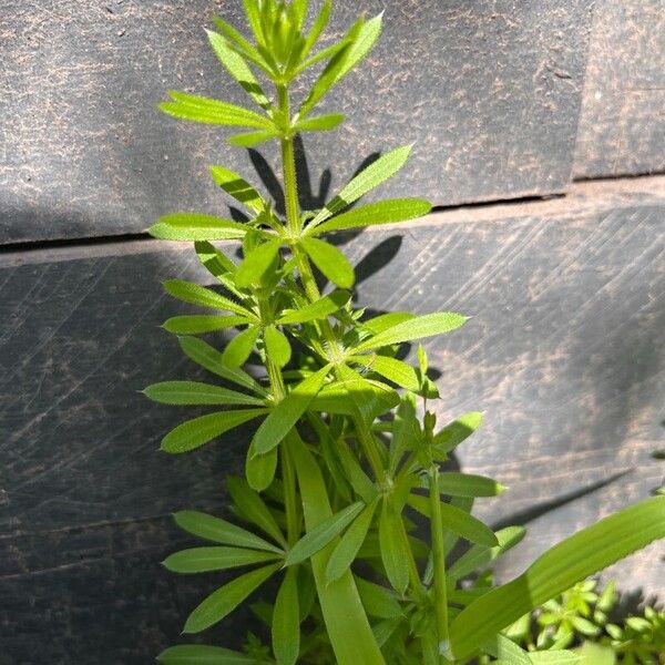 Galium verrucosum Leaf