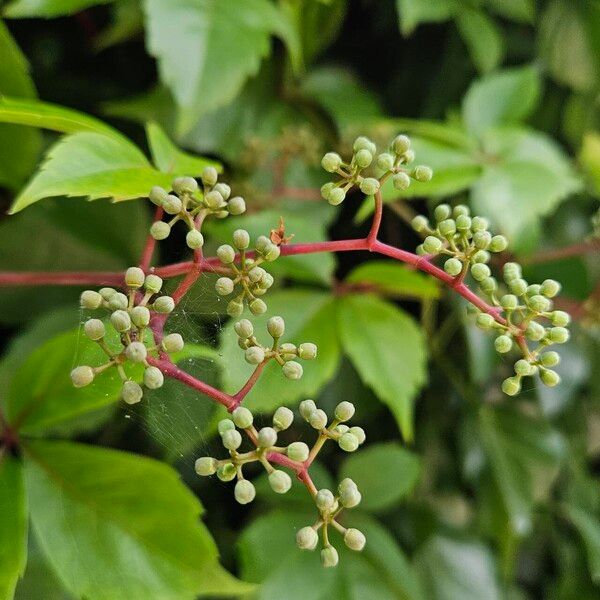 Parthenocissus inserta Bloem