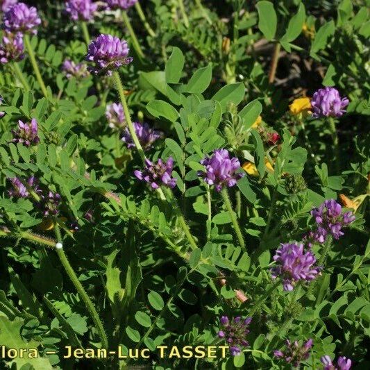 Astragalus echinatus Habit