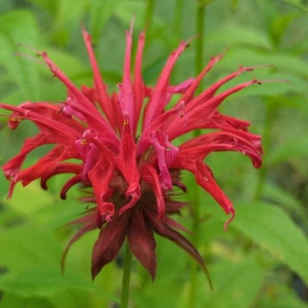 Monarda didyma Blüte