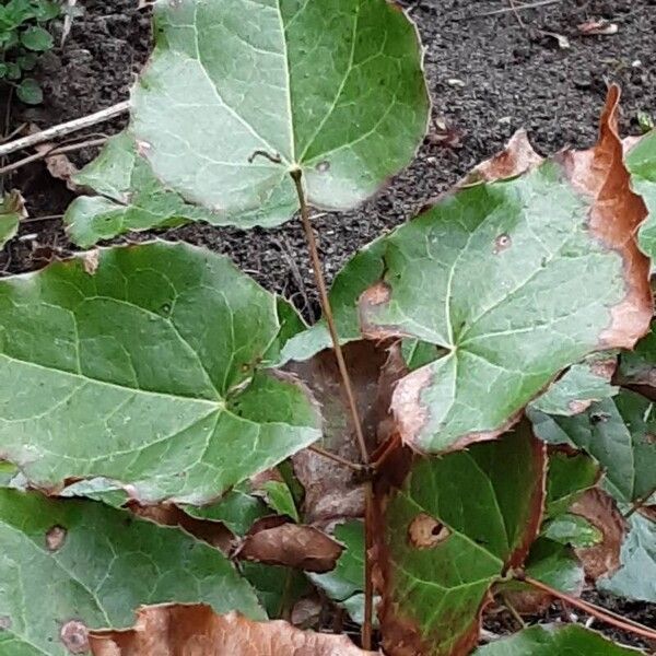 Epimedium alpinum Leaf