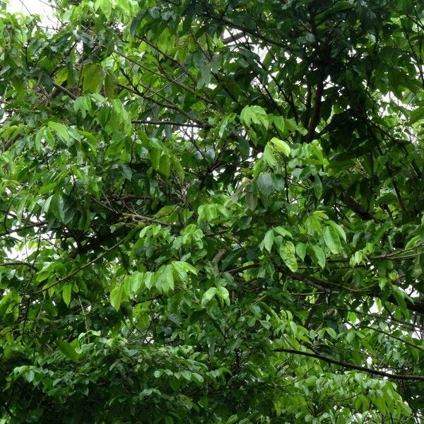 Pterocarpus officinalis Hàbitat
