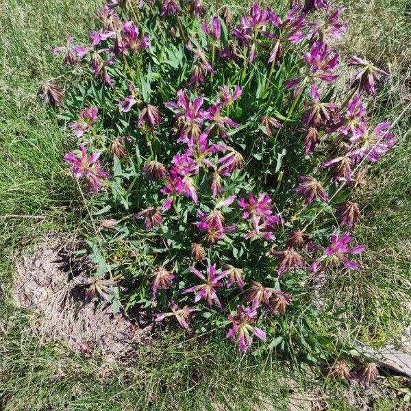 Trifolium alpinum Pokrój