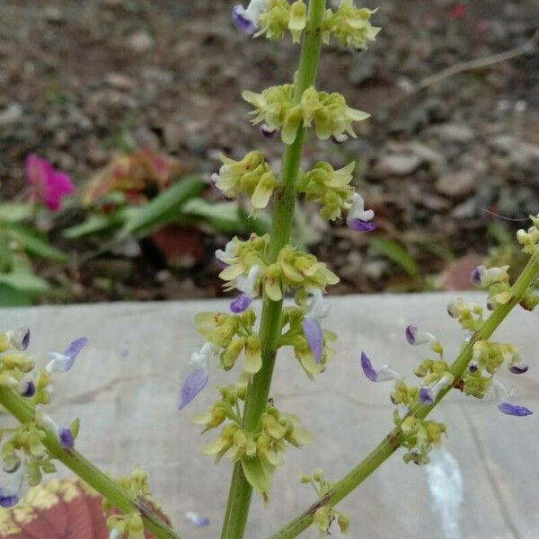 Solenostemon scutellarioides Blomst