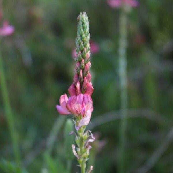 Onobrychis viciifolia Õis