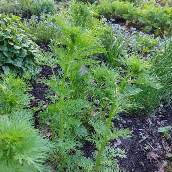 Delphinium ajacis Habit