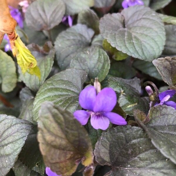 Viola labradorica (American dog violet)