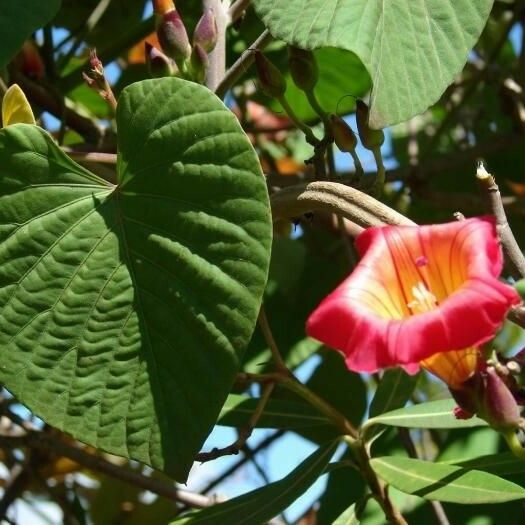 Stictocardia tiliifolia Virág